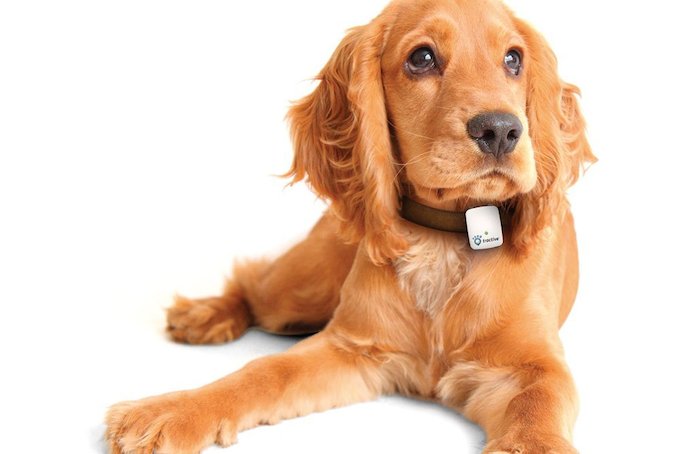 Hund mit GPS-Sender-Halsband